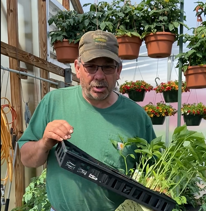 Paul Fenton, owner-operator of Fenton’s Produce in Batavia, has been working with agriculture teacher Michelle Barber to improve yields in the district’s high tunnel greenhouse. 