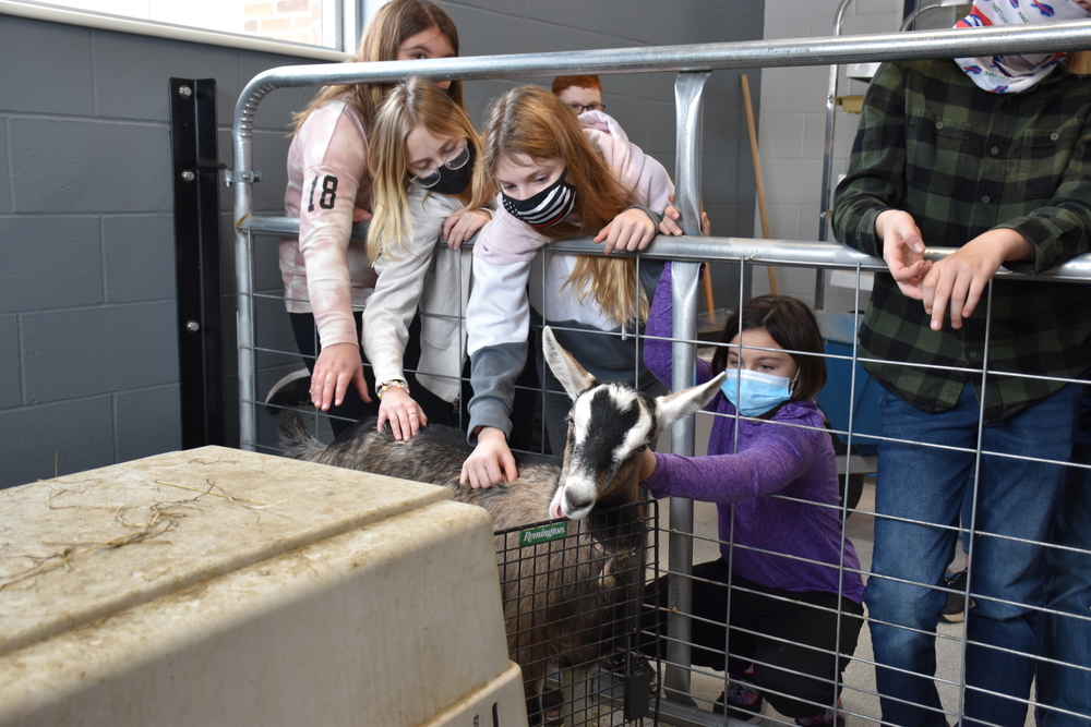 Students in Mrs. Amanda Datzler’s sixth grade class pet Godiva, an eight-month-old dairy goat Attica alumni Alyssa Wright brought in from her family’s Falling-Leaves Farm in Varysburg Tuesday to educate students about the ins and outs of goat care and her family business. 